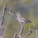 Vesper Sparrow (image by Mike Watson)