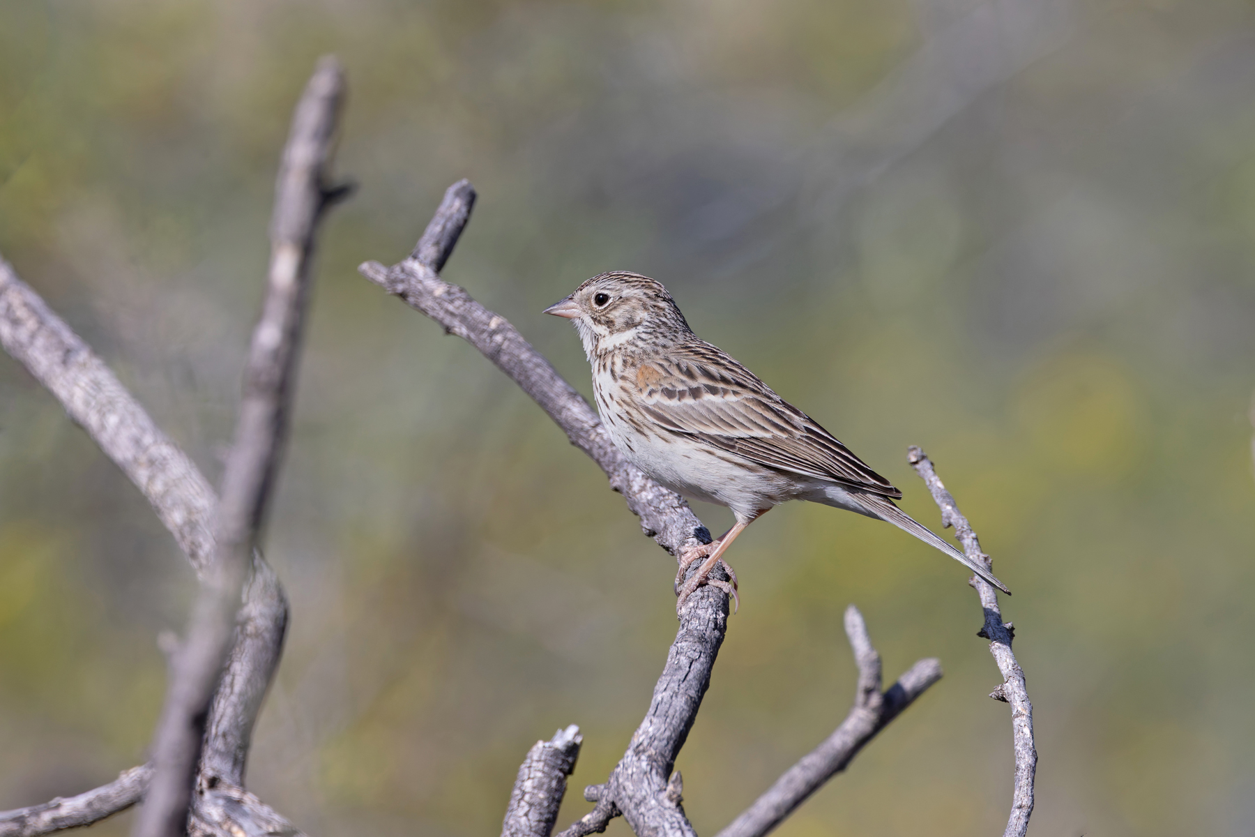 Vesper Sparrow (image by Mike Watson)