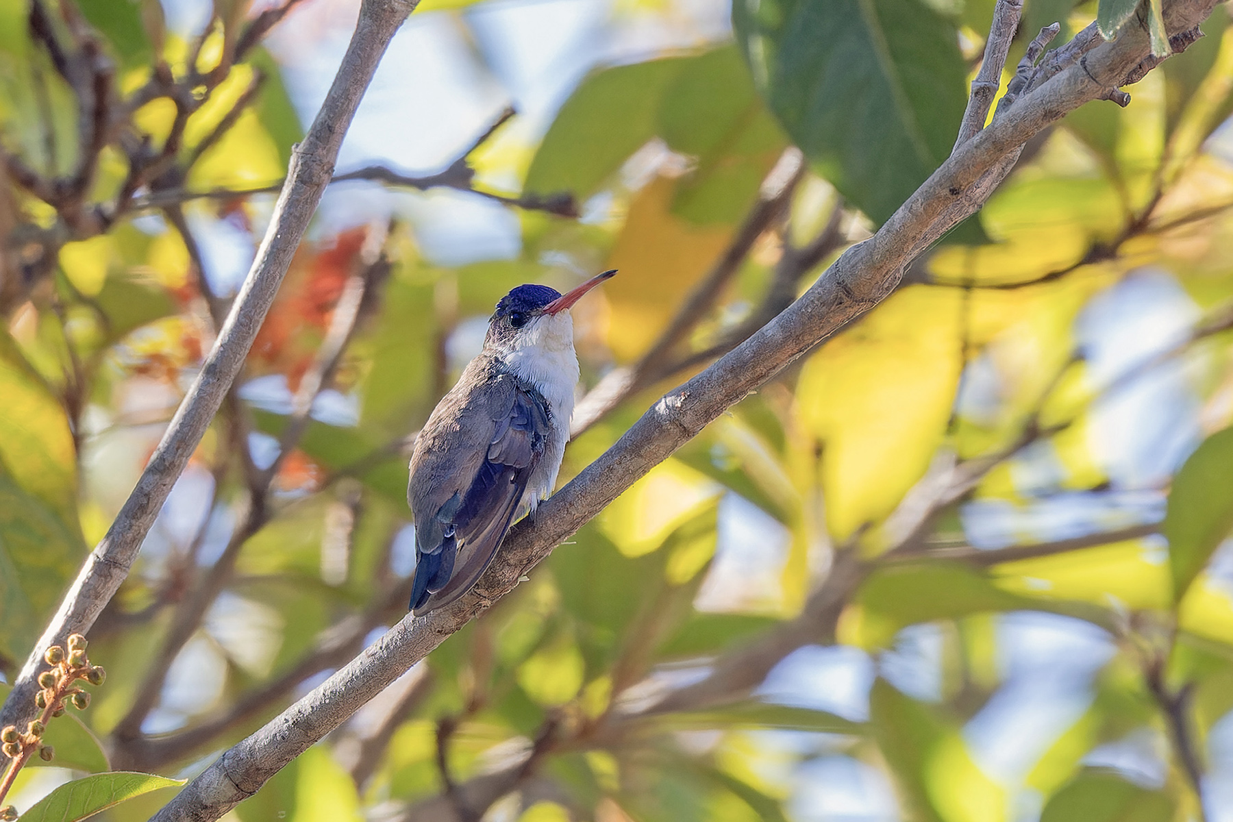 Violet-crowned Hummingbird (image by Pete Morris)