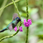 Violet-headed Hummingbird (Image by Fito Downs)