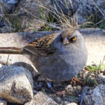 Volcano Junco (image by Fito Downs)