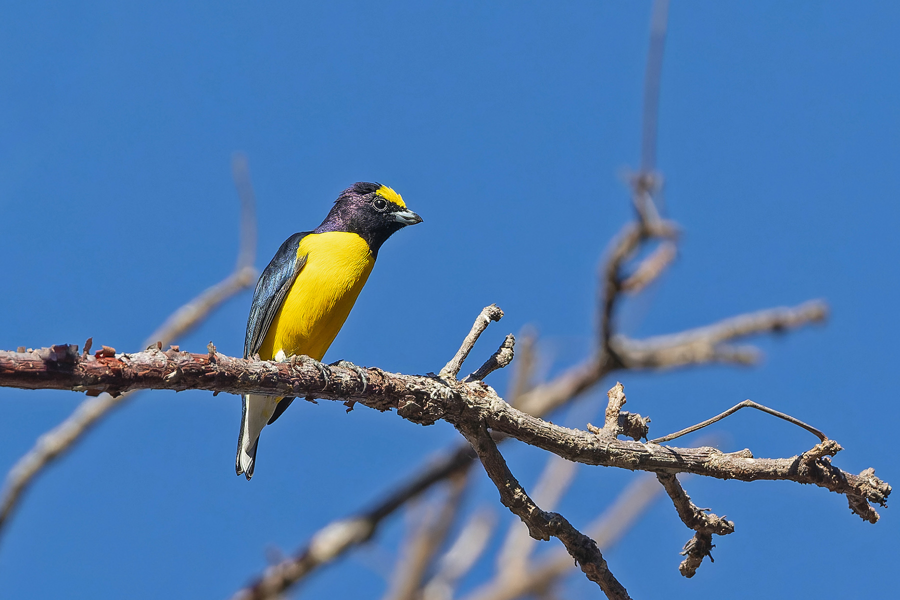 West Mexican Euphonia (image by Pete Morris)