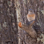 Western Bluebird (image by Mike Watson)