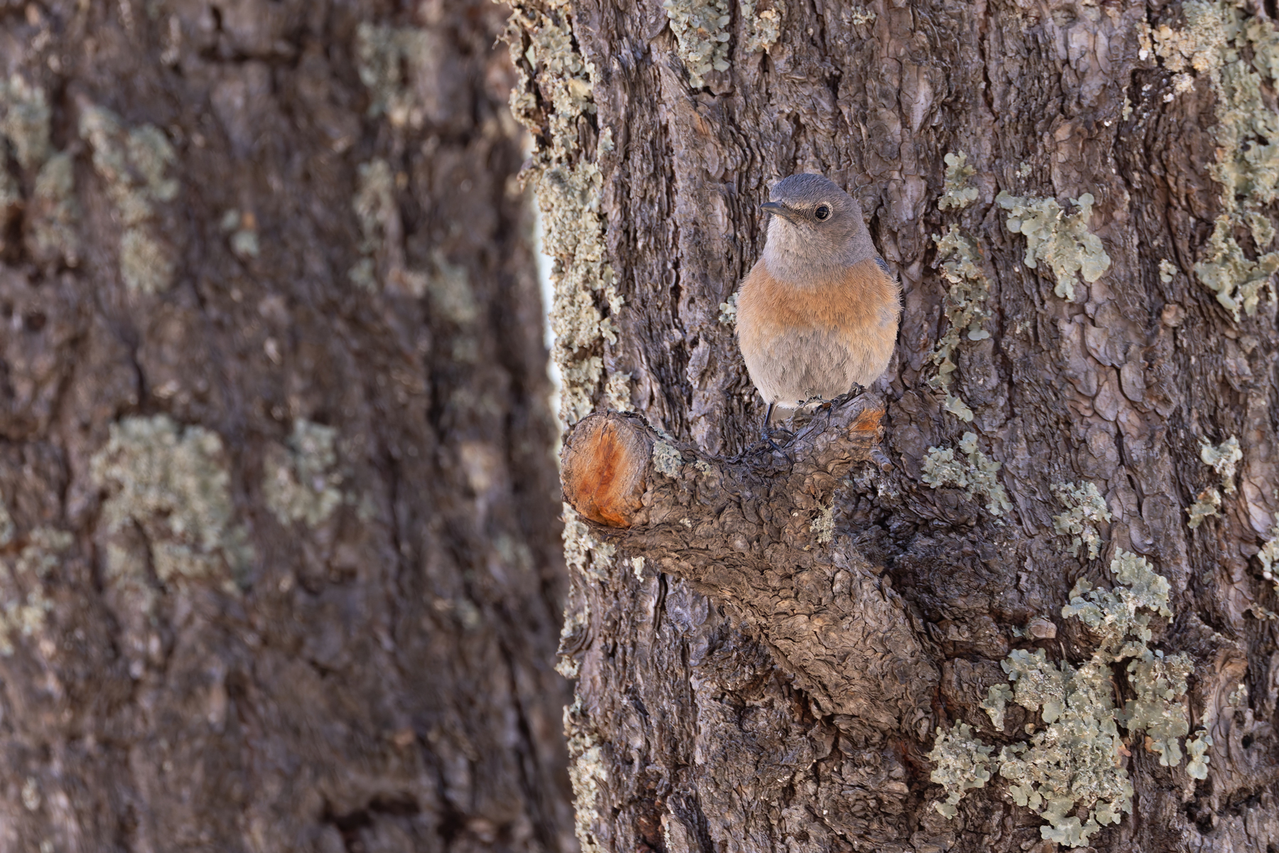 Western Bluebird (image by Mike Watson)