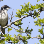 Western Orphean Warbler (image by Sjoerd Radstaak)