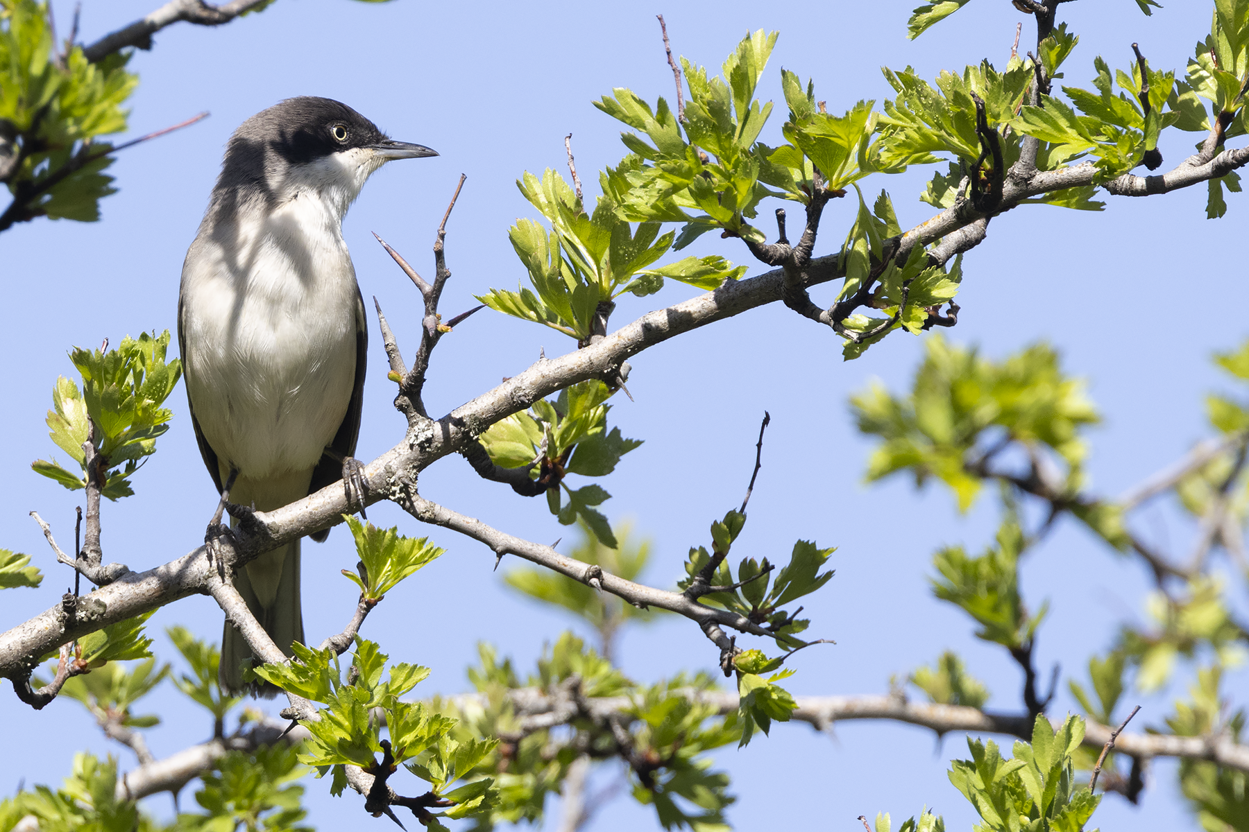 Western Orphean Warbler (image by Sjoerd Radstaak)