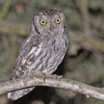 Western Screech Owl (image by Pete Morris)