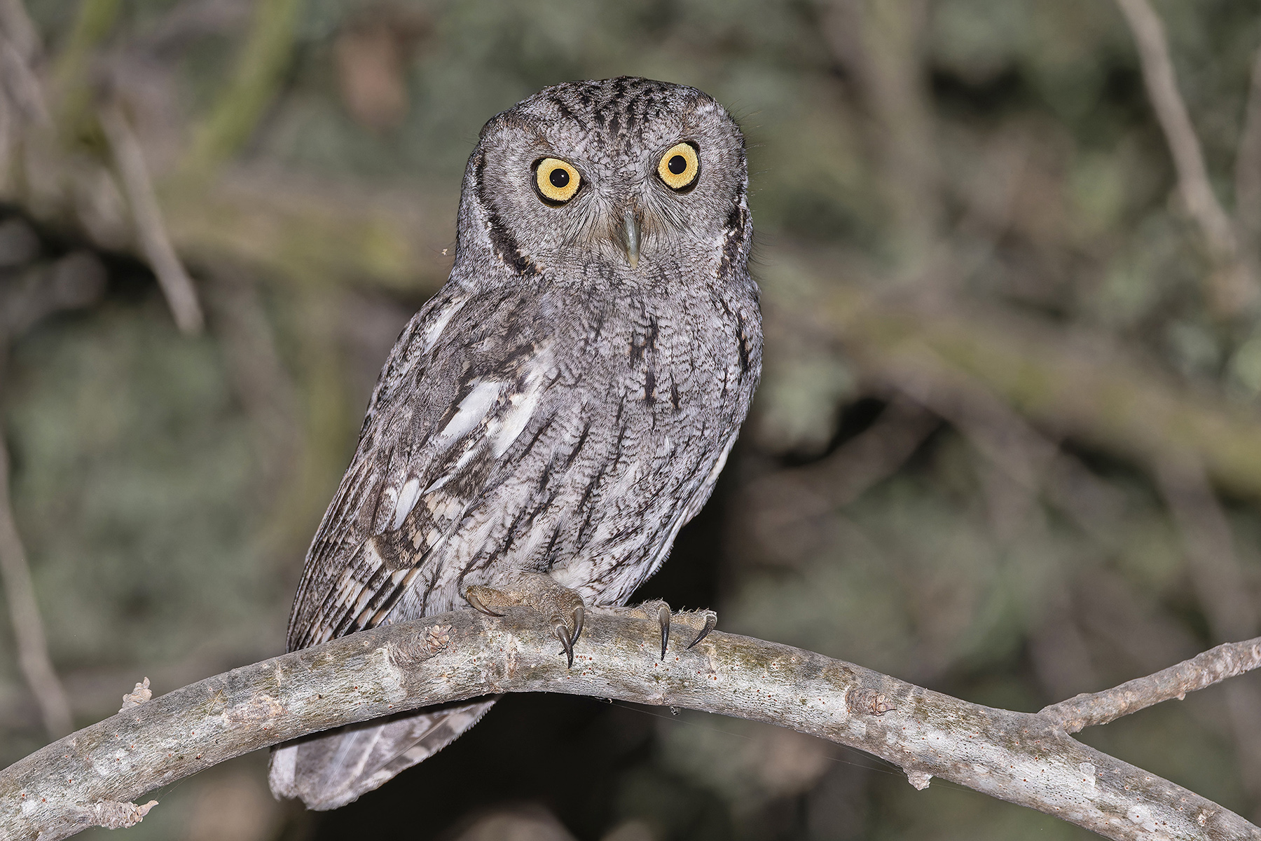 Western Screech Owl (image by Pete Morris)
