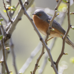 Western Subalpine Warbler (image by Sjoerd Radstaak)