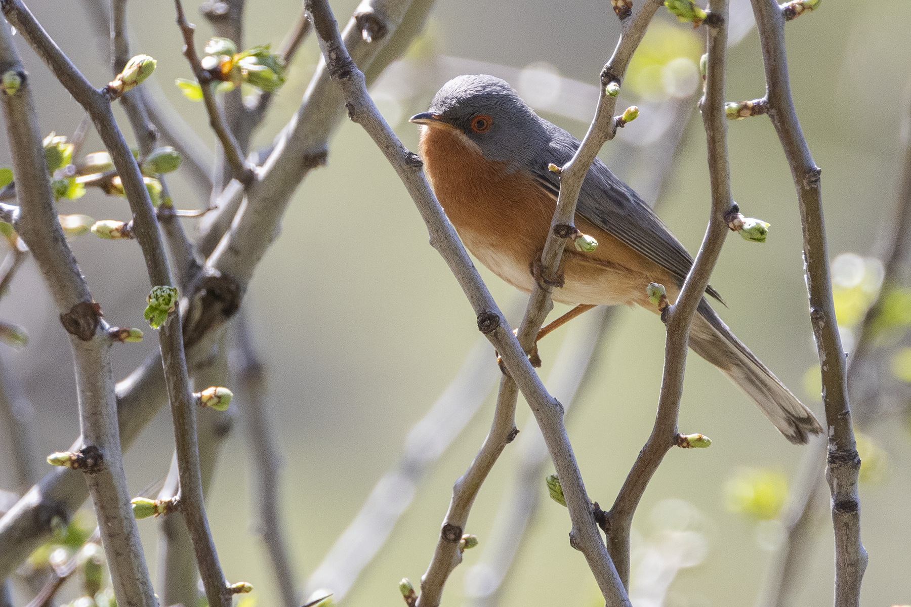 Western Subalpine Warbler (image by Sjoerd Radstaak)