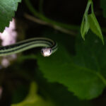 Western Vine Snake (image by Mike Watson)