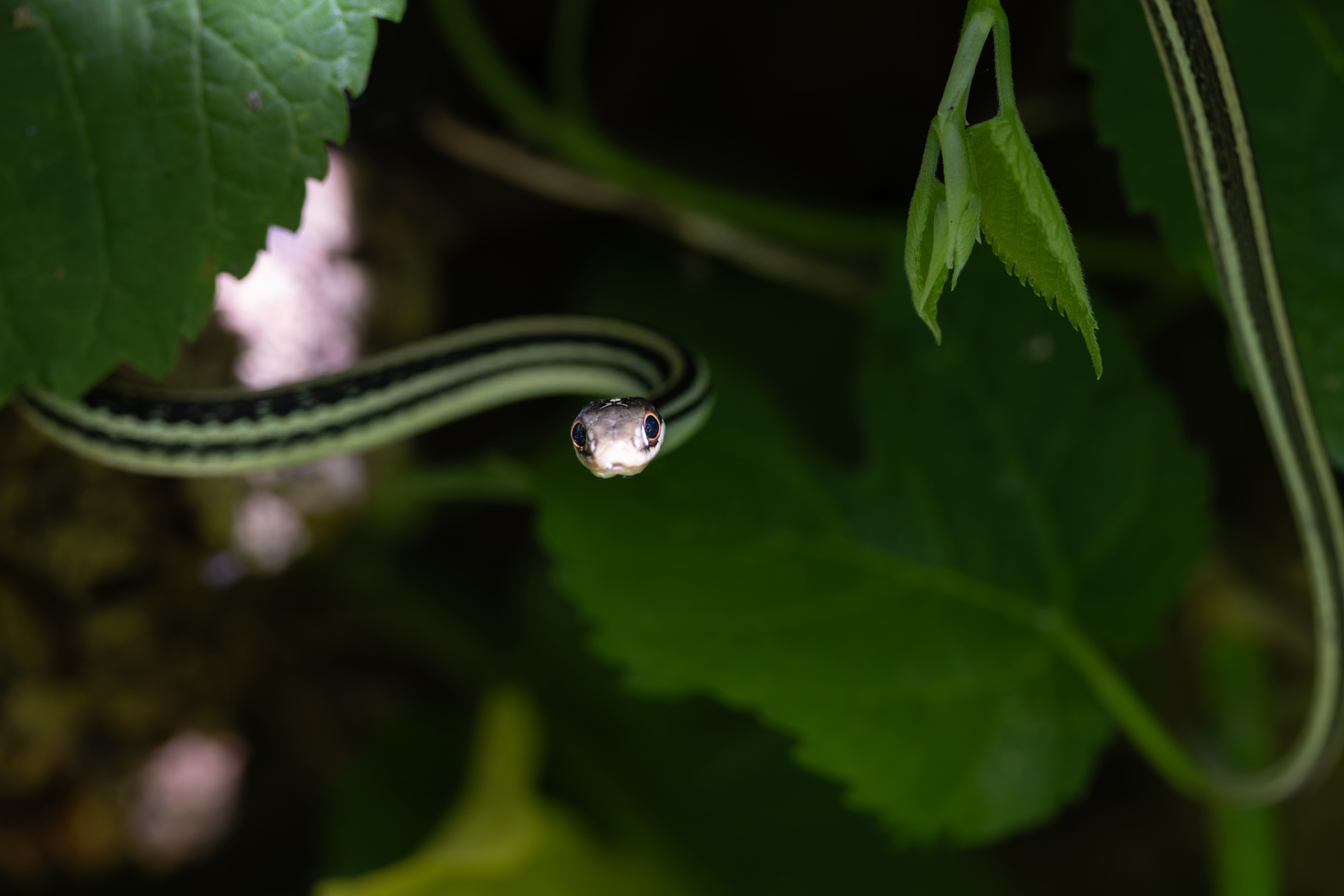Western Vine Snake (image by Mike Watson)