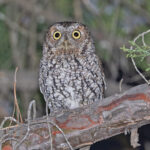 Whiskered Screech Owl (image by Pete Morris)