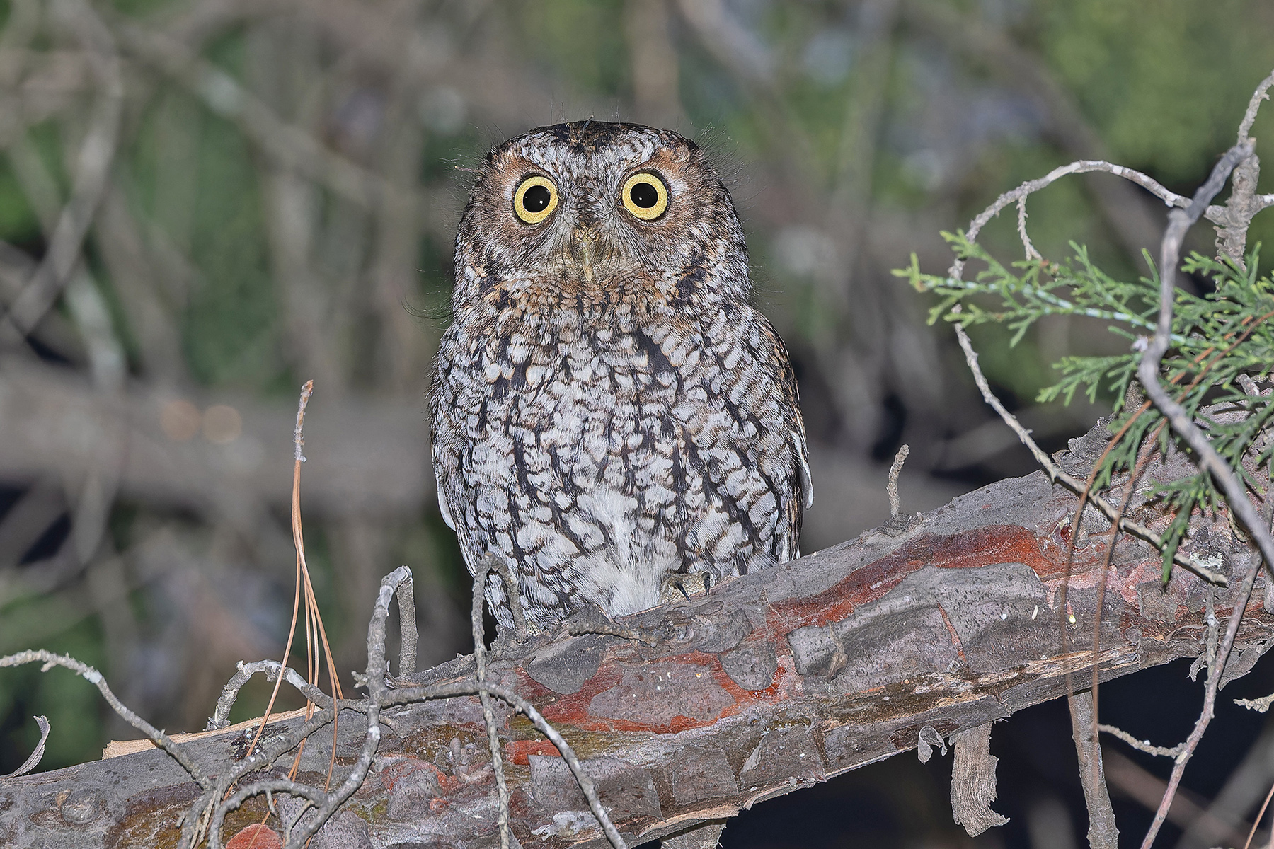 Whiskered Screech Owl (image by Pete Morris)