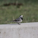 White Wagtail ssp baicalensis (image by Trevor Ellery)