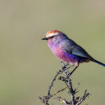 White-browed Tit-warbler (image by Simon Mitchell)