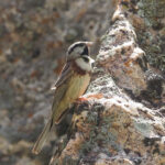 White-capped Bunting (image by Mark Van Beirs)