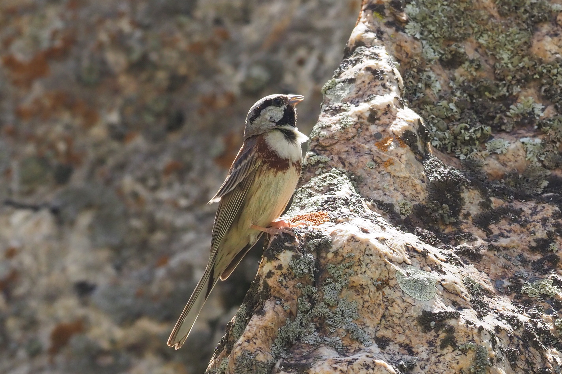 White-capped Bunting (image by Mark Van Beirs)