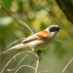 White-crowned Penduline Tit (image by Xueping & Stephan Popp)