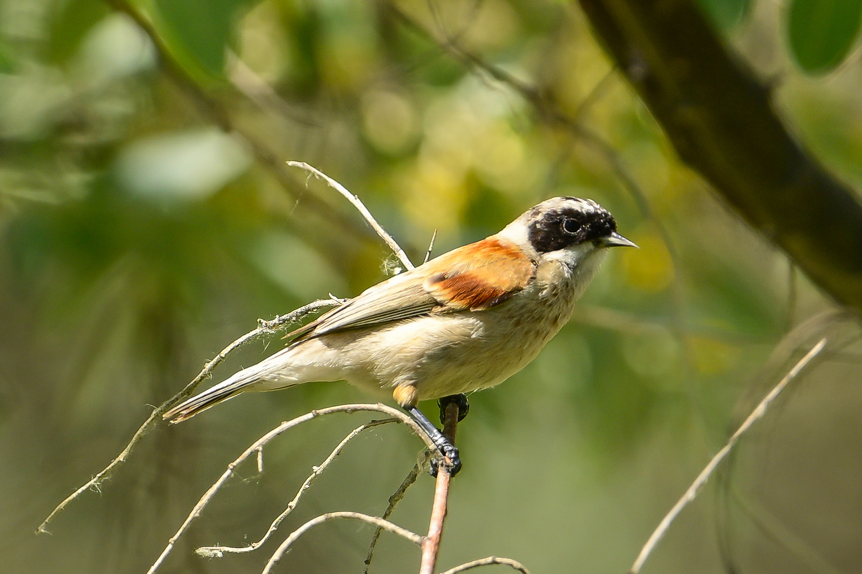 White-crowned Penduline Tit (image by Xueping & Stephan Popp)