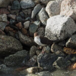 White-throated Dipper subsp leucogaster (image by Mark Van Beirs)