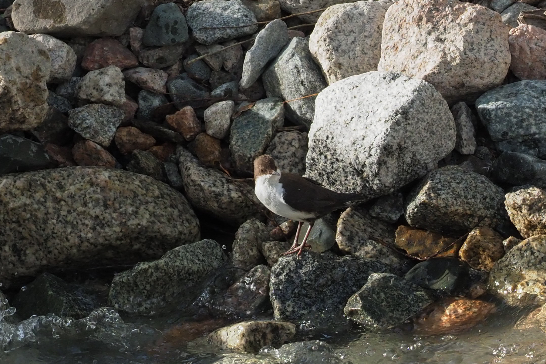 White-throated Dipper subsp leucogaster (image by Mark Van Beirs)