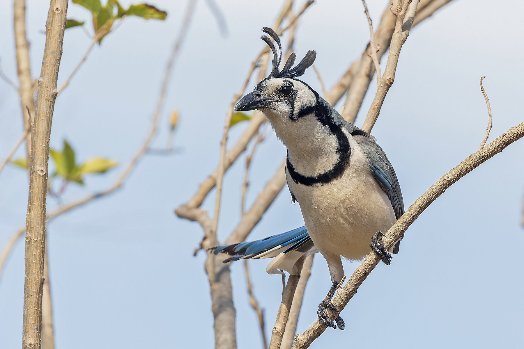 White-throated Magpie-Jay (image by Pete Morris)