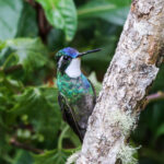 White-throated Mountaingem (image by Fito Downs)