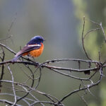White-throated Redstart (image by Simon Mitchell)