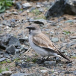 White-winged Snowfinch (image by Trevor Ellery)