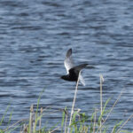 White-winged Tern (image by Mark Van Beirs)