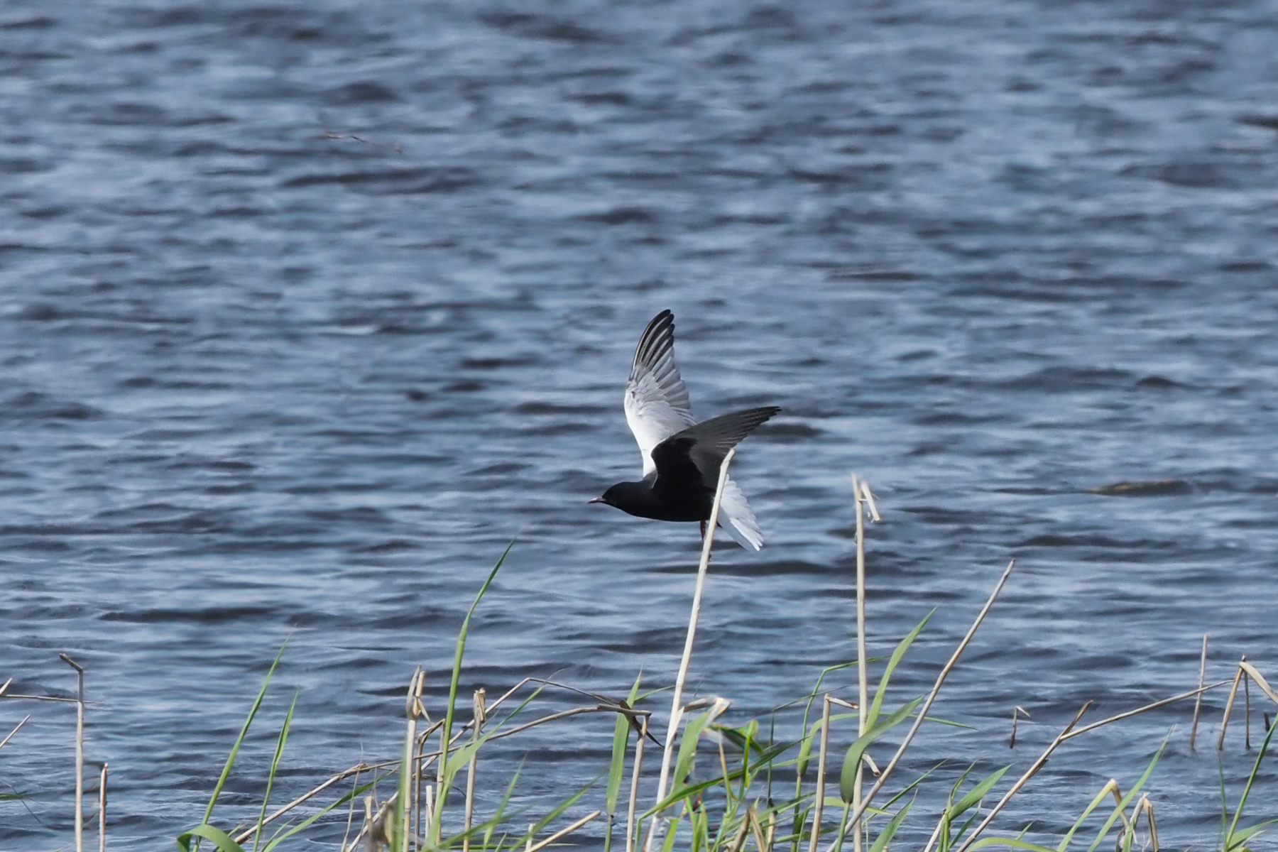White-winged Tern (image by Mark Van Beirs)