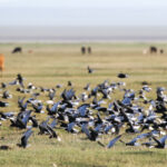 White-winged Terns (image by Trevor Ellery)