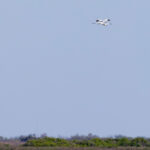 Whooping Crane (image by Mike Watson)