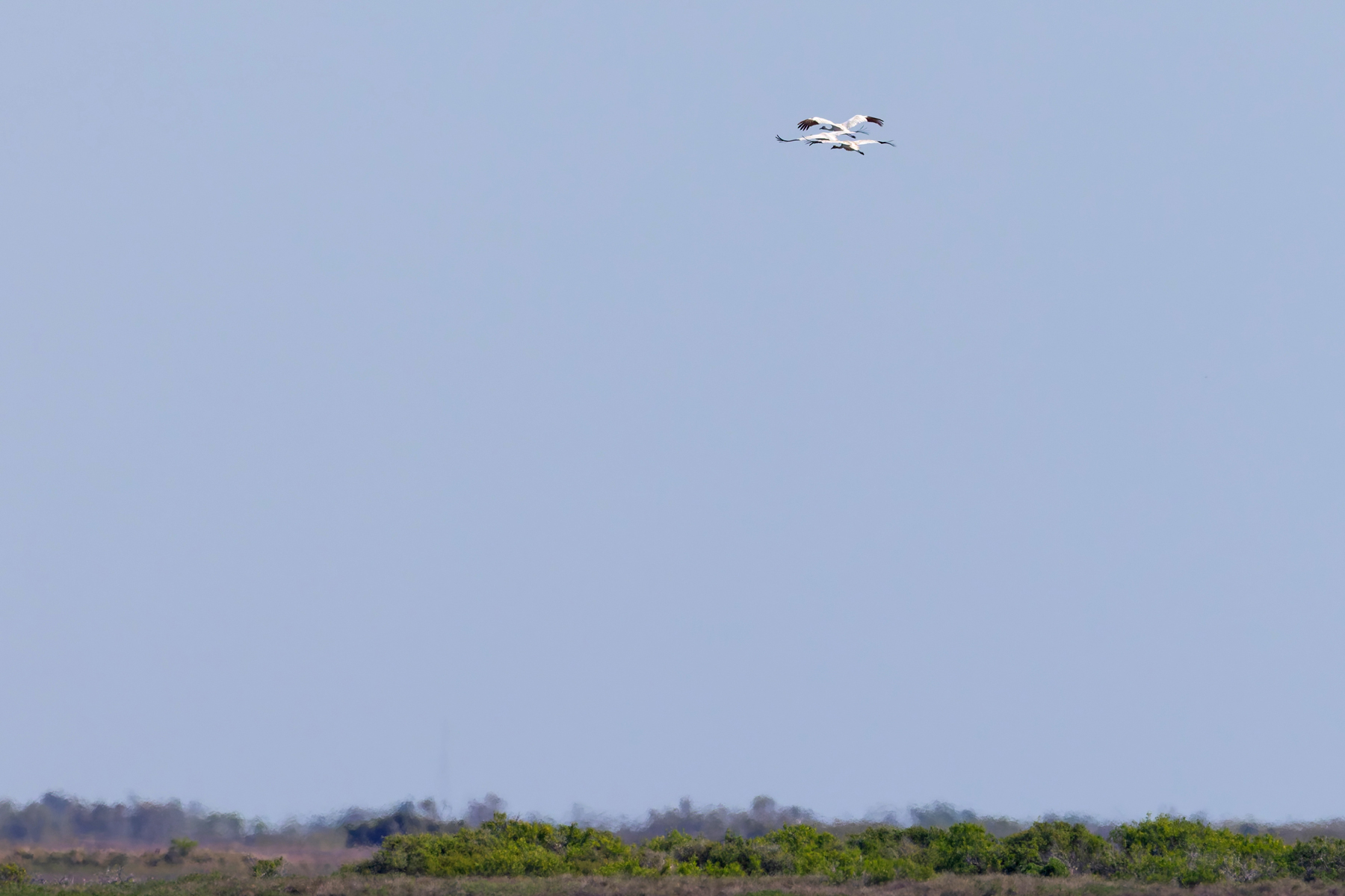 Whooping Crane (image by Mike Watson)