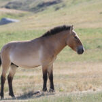 Wild Horse (image by Trevor Ellery)