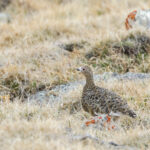 Willow Grouse (image by Trevor Ellery)