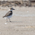 Wilson's Plover (image by Mike Watson)