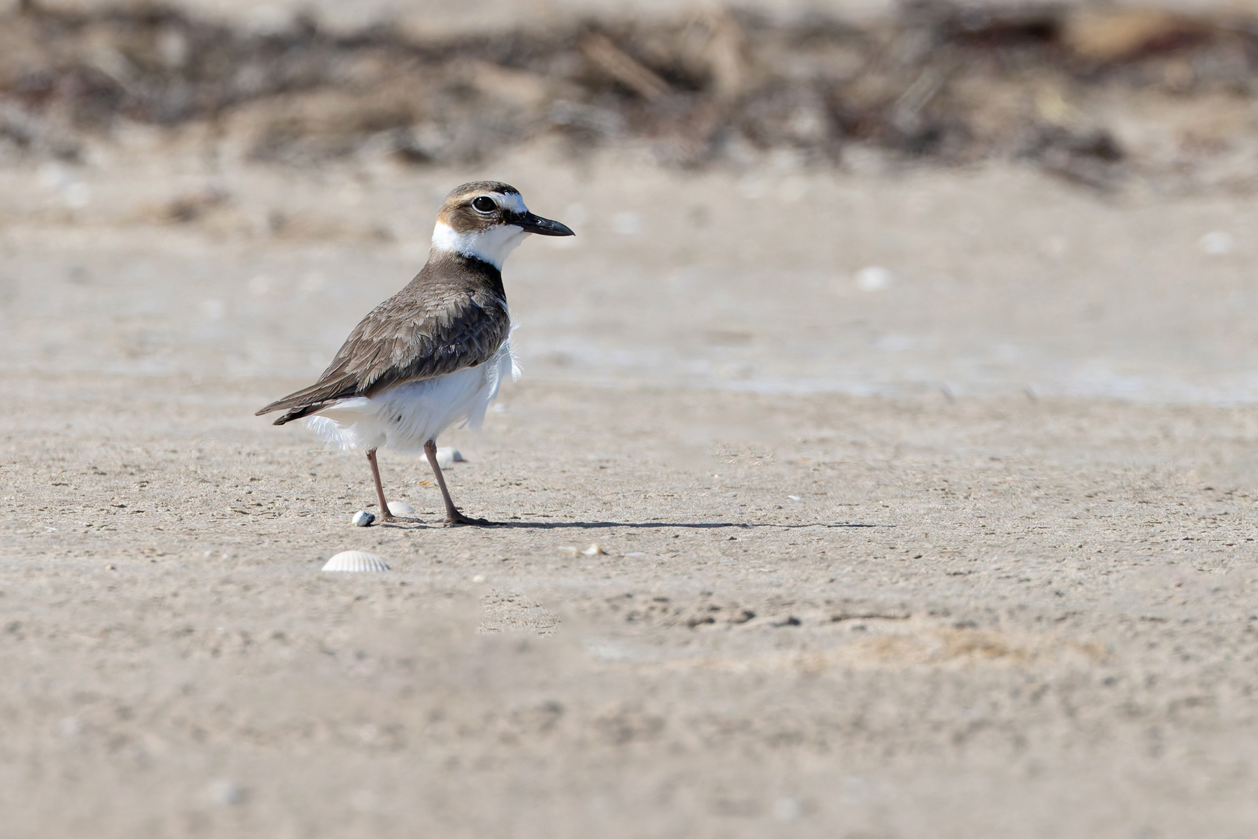 Wilson's Plover (image by Mike Watson)