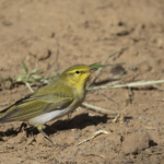 Wood Warbler (image by Sjoerd Radstaak)