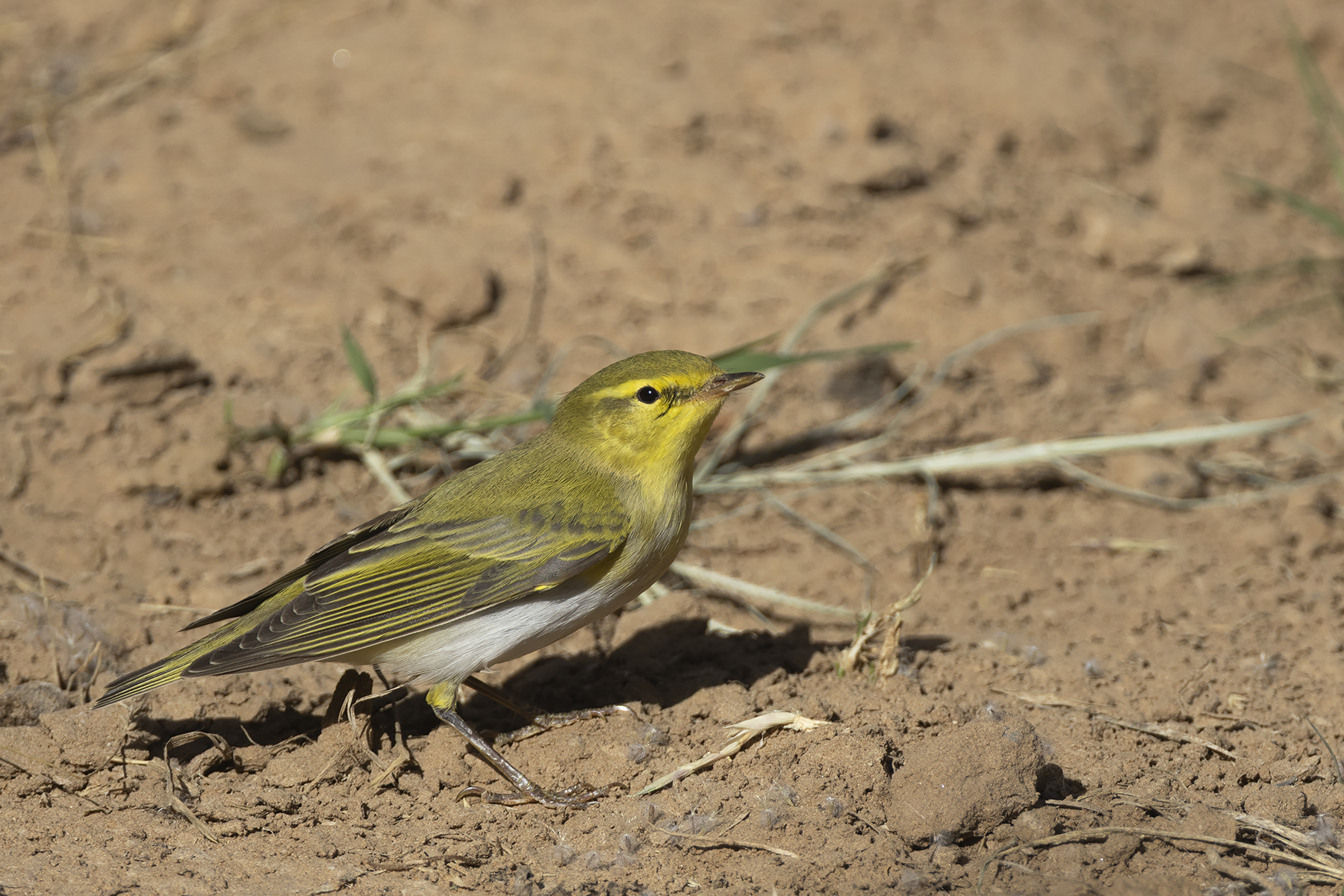 Wood Warbler (image by Sjoerd Radstaak)