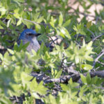 Woodhouses Scrub Jay (image by Mike Watson)