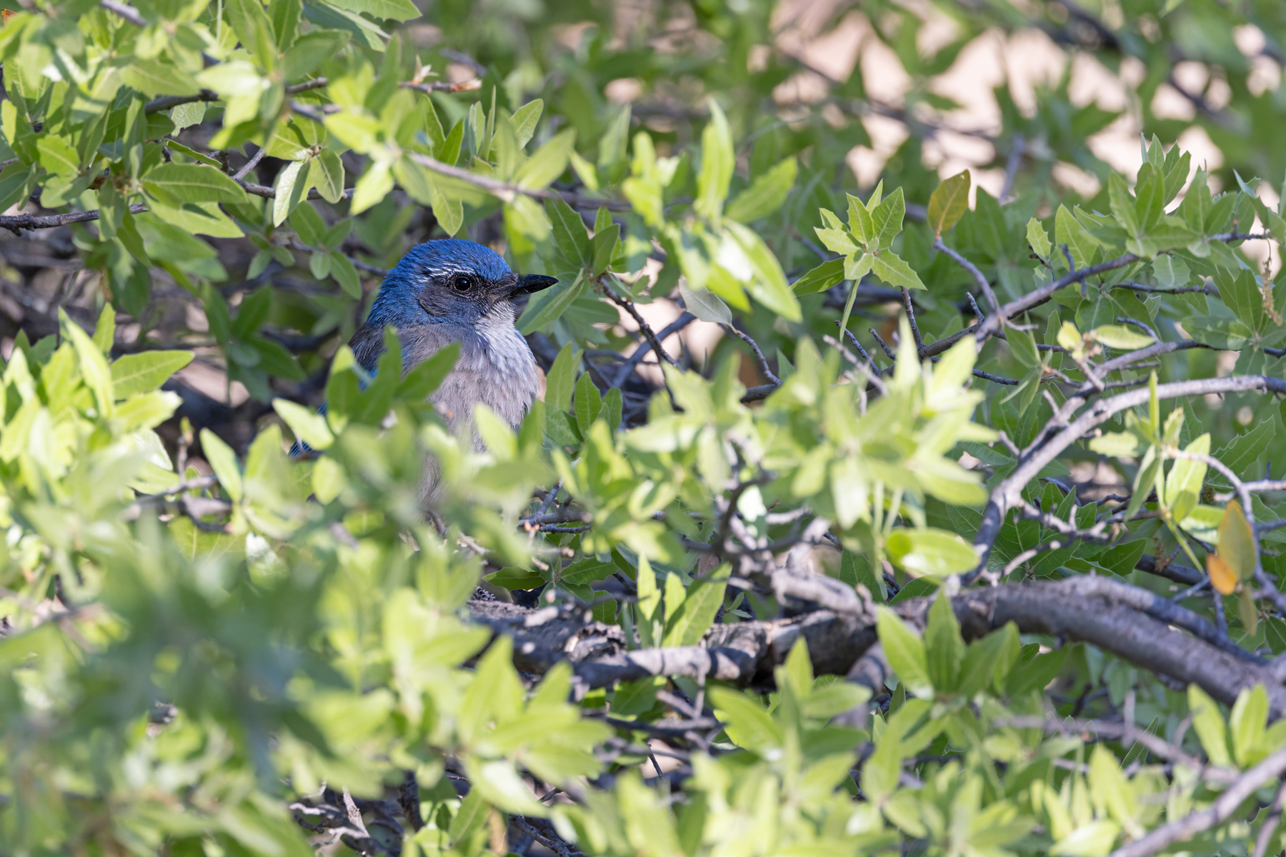 Woodhouses Scrub Jay (image by Mike Watson)