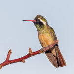 Xantus's Hummingbird (image by Pete Morris)