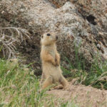 Yellow Ground Squirrel (image by Mark Van Beirs)