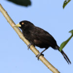 Yellow-billed Cacique (image by Fito Downs)