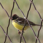 Yellow-breasted Bunting (image by Trevor Ellery)
