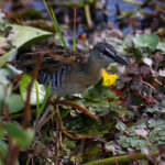 Yellow-breasted Crake (image by Fito Downs)