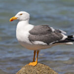 Yellow-footed Gull (image by Pete Morris)