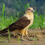 Yellow-headed Caracara (Image by Fito Downs)